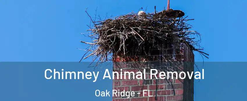 Chimney Animal Removal Oak Ridge - FL