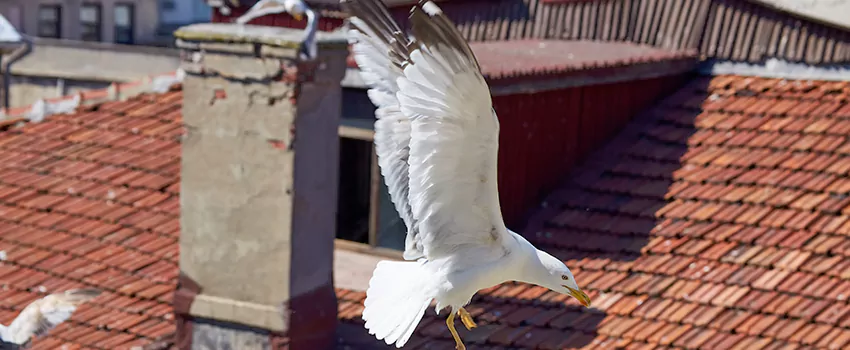 Residential Chimney Animal Removal Solution in Oak Ridge, FL