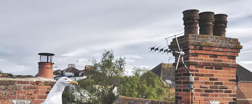 Chimney Cleaning And Restoration in Oak Ridge, Florida